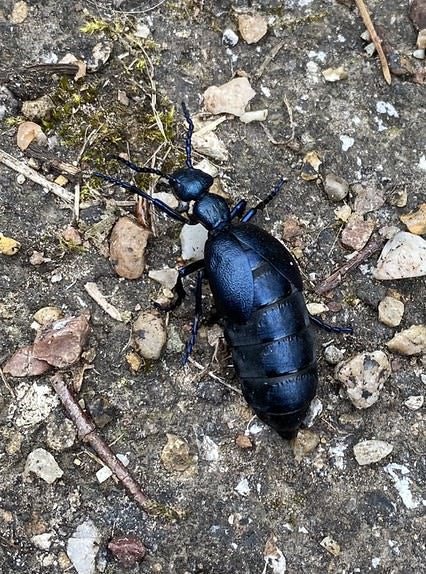 Violet Oil Beetle