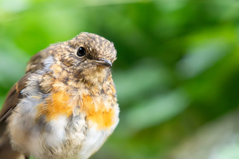 Juvenile Robin looking at the camera with his head tilted