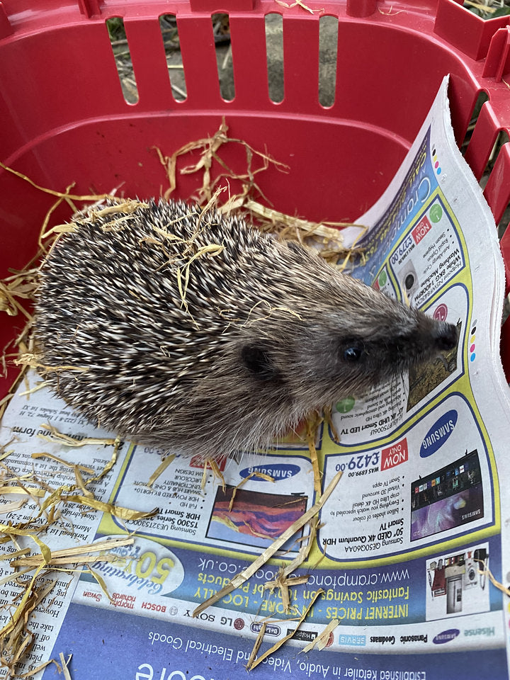 Young rescue hedgehog in a pet carrier awaiting release