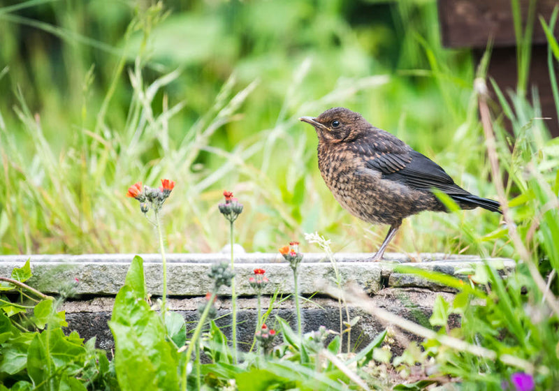 Baby Blackbird