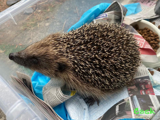 Latest Hedgehog News