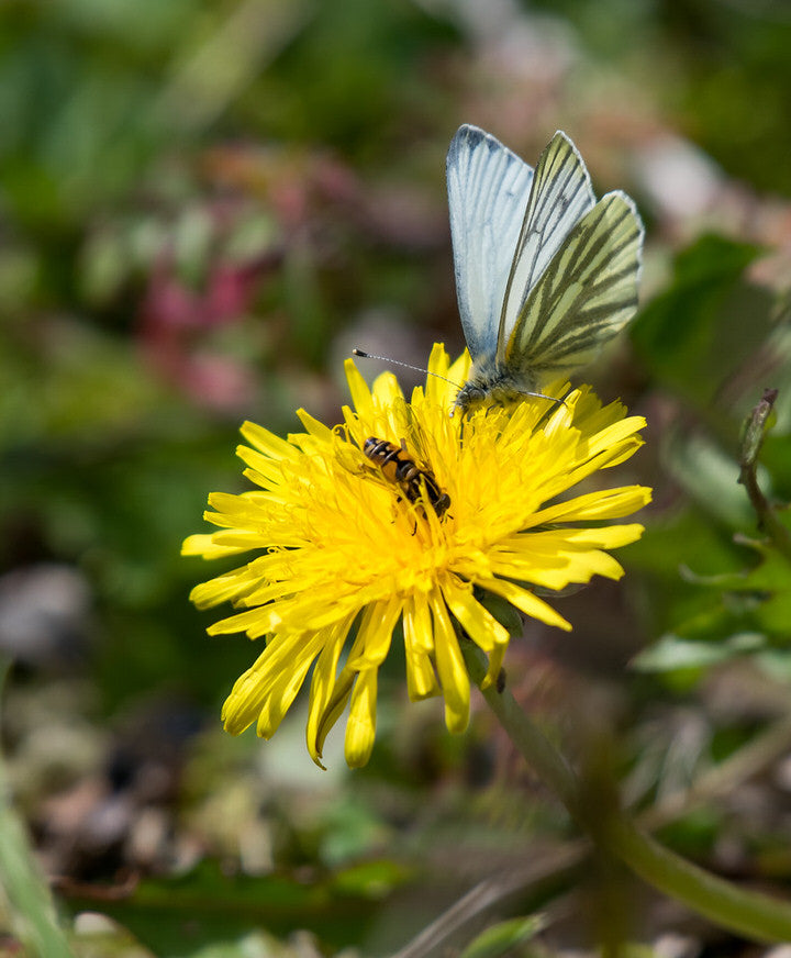 A butterfly and a hoverfly on a dandelion
