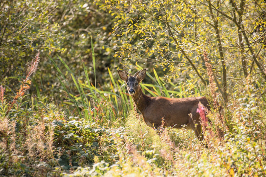 Deer weren’t the only prey in the forest