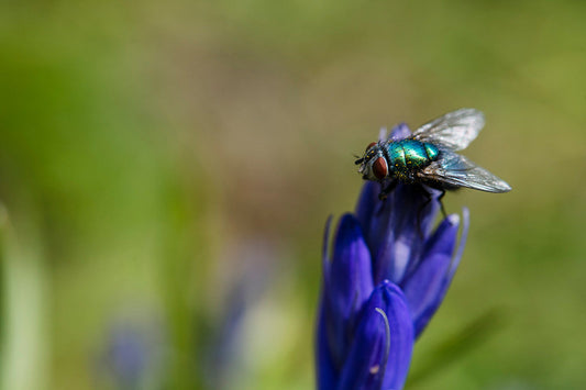 Not a single creature on earth has more or less right to be here – A.D. Williams