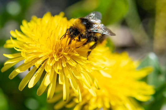I need to weed my garden