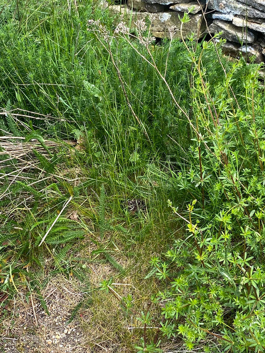 Nature has given me a reminder today.