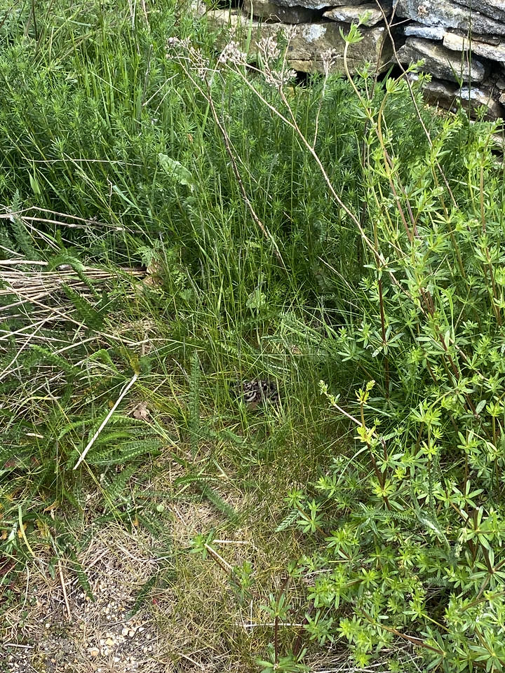 Nature has given me a reminder today.