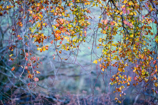 2 leaves dance across the road.