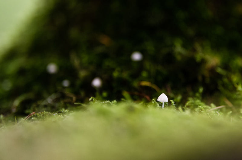 Tiny white fungi hidden amongst the moss on a tree branch