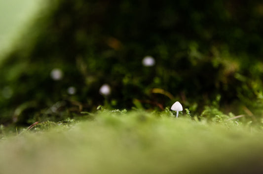 The Philosophees of the Trees