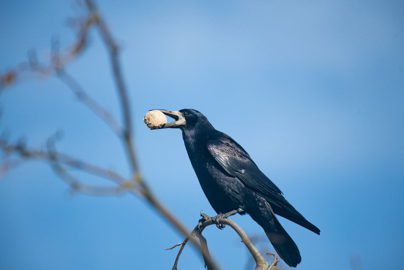 A Rook on a tree with a whole fat ball in its beak