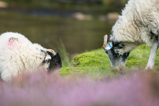 A Close Encounter of the Wooly Kind