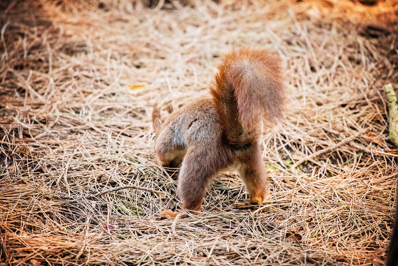 A Red Squirrel burying nuts in amongst the pine needles