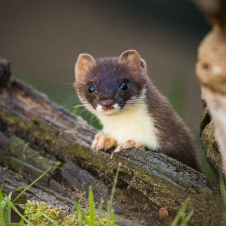 The British Wildlife Centre Visit