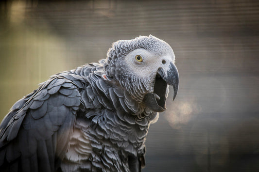 If I could talk to the animals