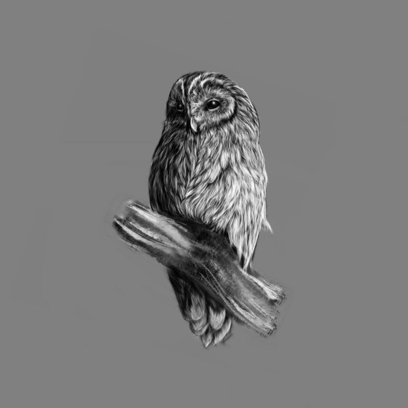 Tawny Owl drawing in black and white