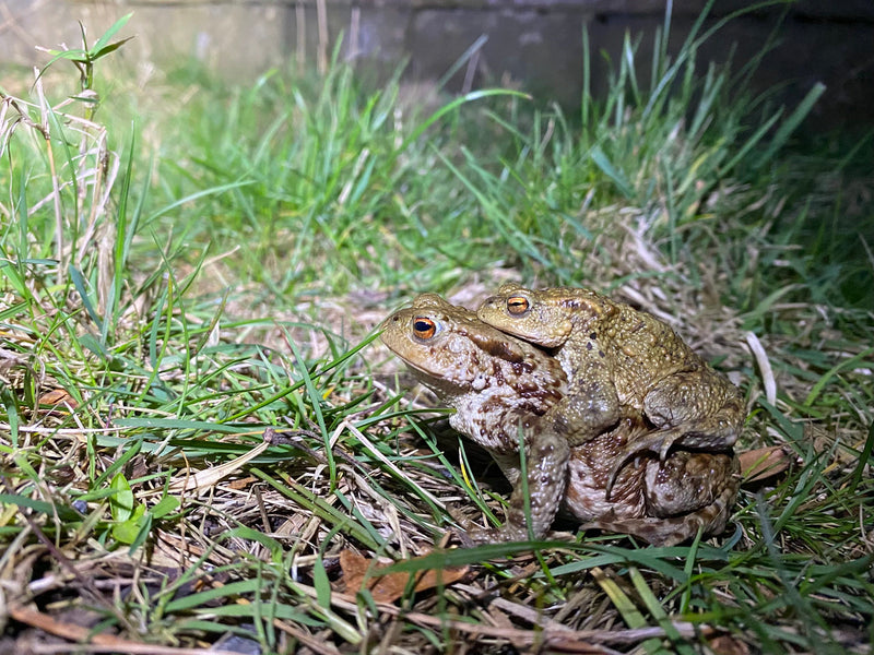 A female toad giving a male toad a lift on her back on their way to the breeding ground