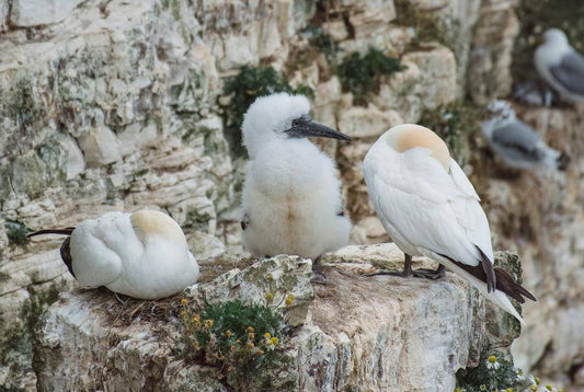 Fluffy chicks at RSPB Bempton Cliffs