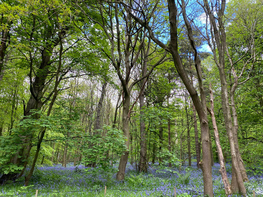 Yorkshire Sculpture Park Tour