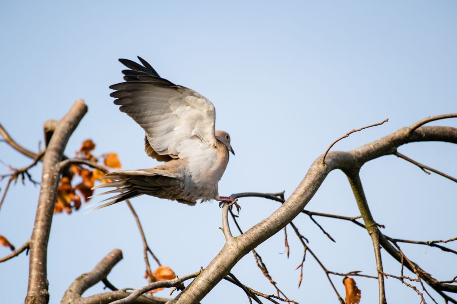 A Dove landing on a branch