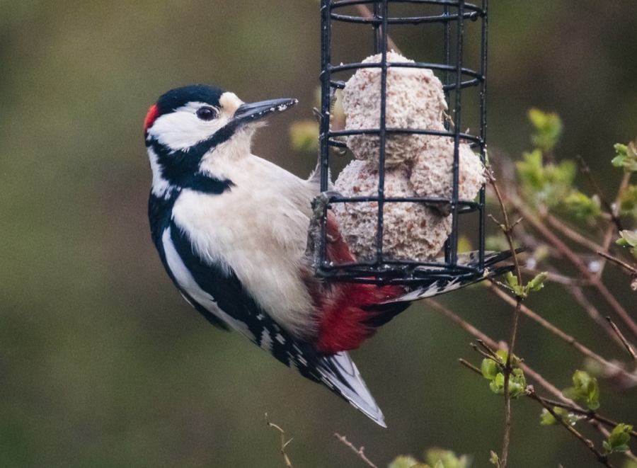 A Woodpecker on a bird feeder with fat balls