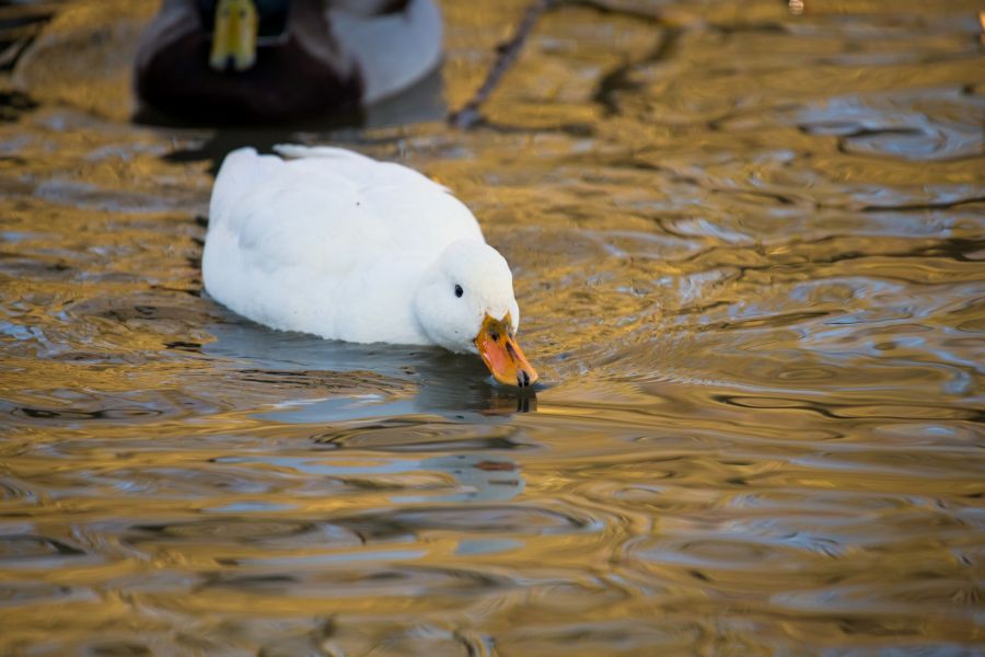 White duck with orange beak on the water