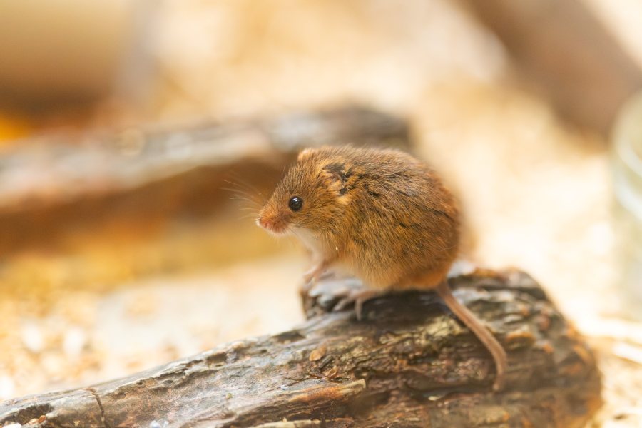 Mouse