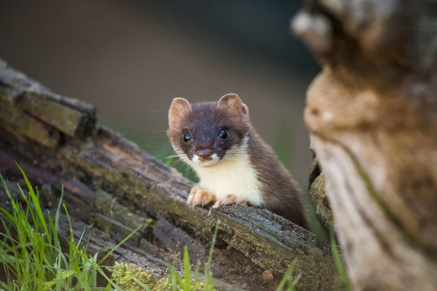 Stoat Sculptures – Sarah Brabbin Art