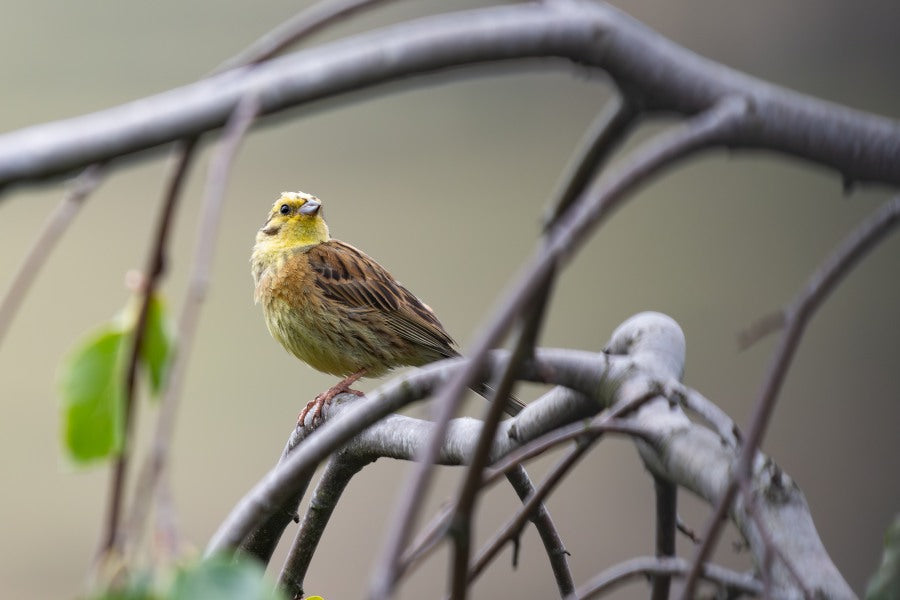 A Yellowhammer in the tree in my garden