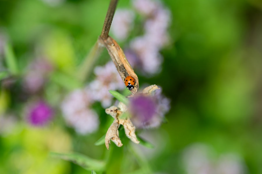 7 spot ladybird on a plant