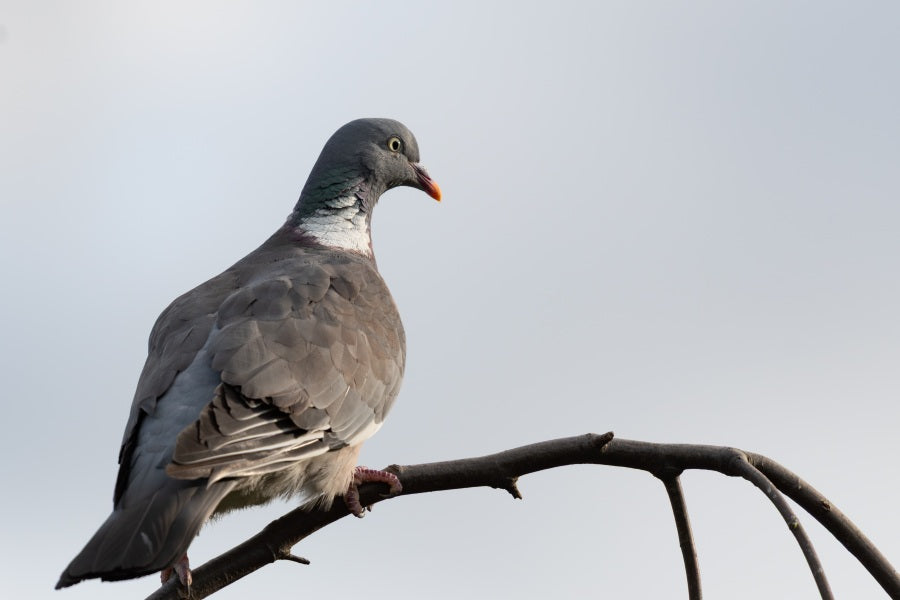 Wood Pigeon on a branch