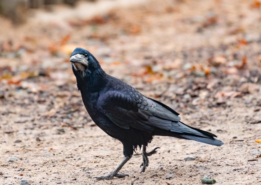 Rook Sculptures – Sarah Brabbin Art