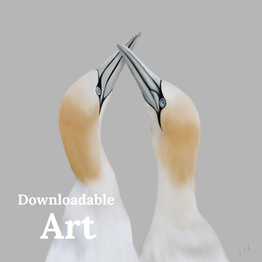 Gannet Lovers - Downloadable Art - sarahbrabbin