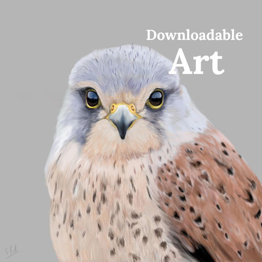 Kestrel - Downloadable Art - sarahbrabbin
