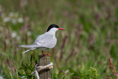 Arctic Tern on a wooden post