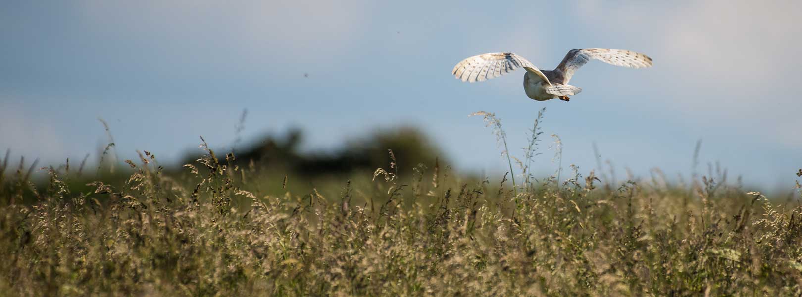 Barn owl flying over a field of tall grass with a blue sky in the background