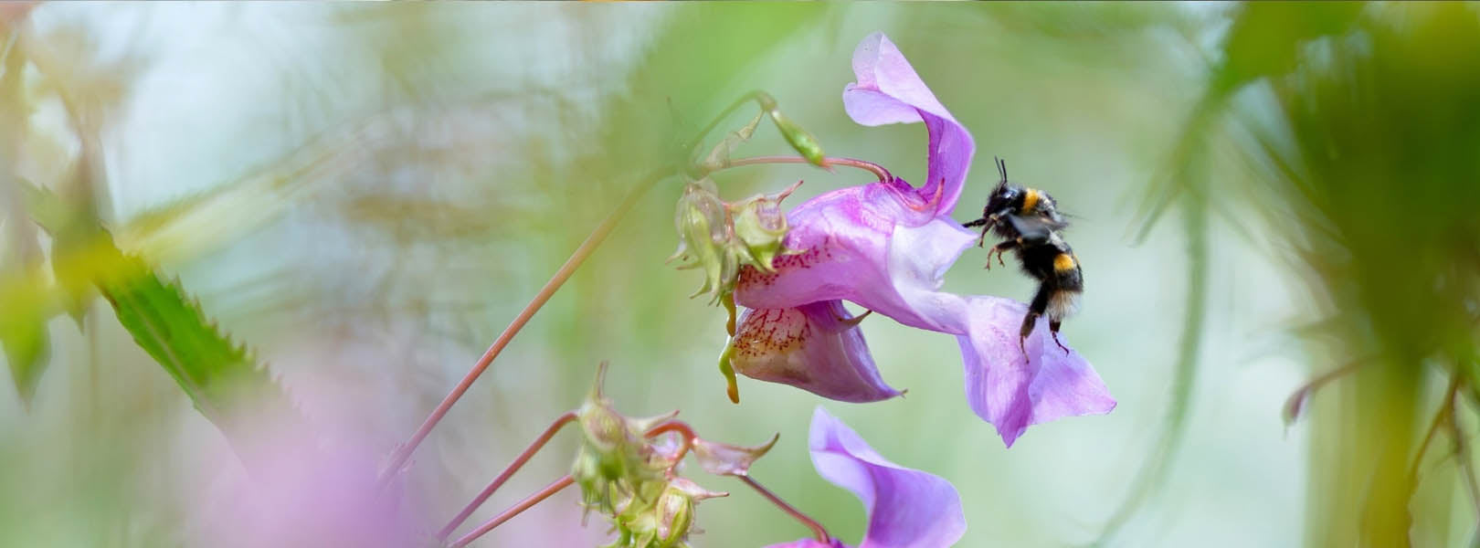 Bumblebee on a purple flower