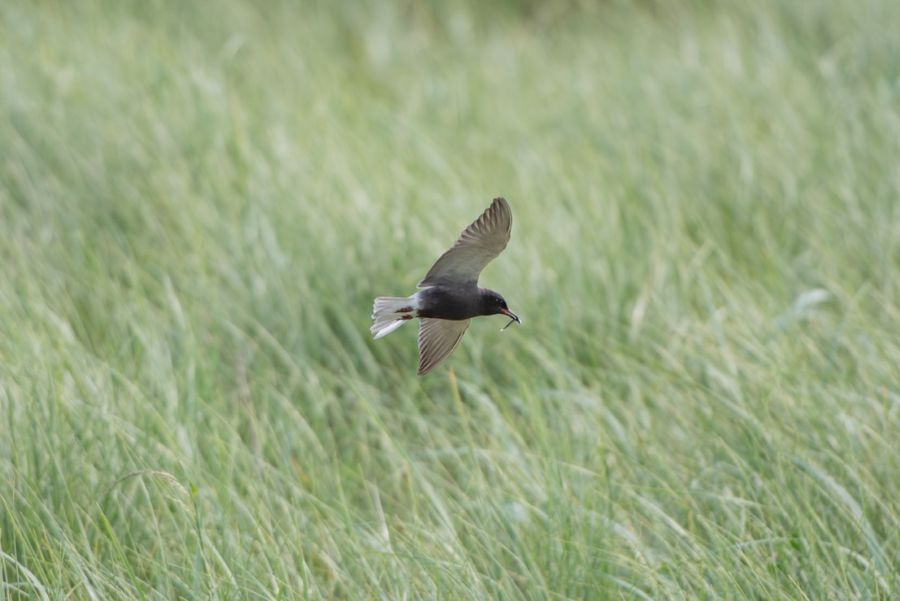 Black American Tern Sculpture