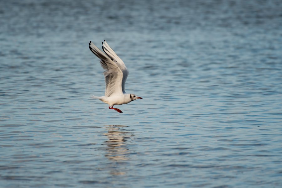 Small Ceramic Black Headed Gull Sculpture flying over water