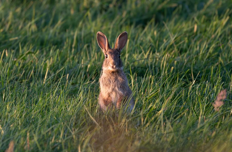 Dusky Pink Ceramic Bunny standing in green grass