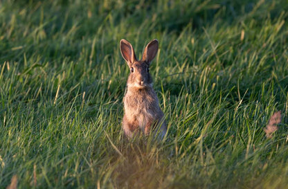 Dusky Pink Ceramic Bunny standing in green grass