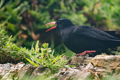 A Chough on a rock with grass