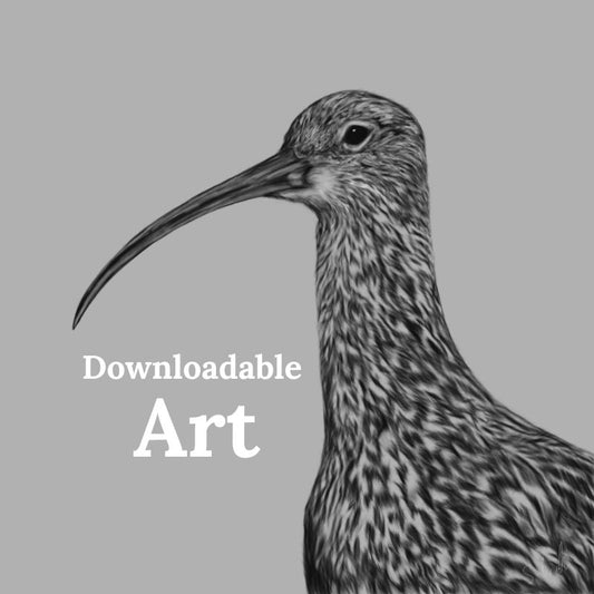 Curlew - Downloadable Art - sarahbrabbin