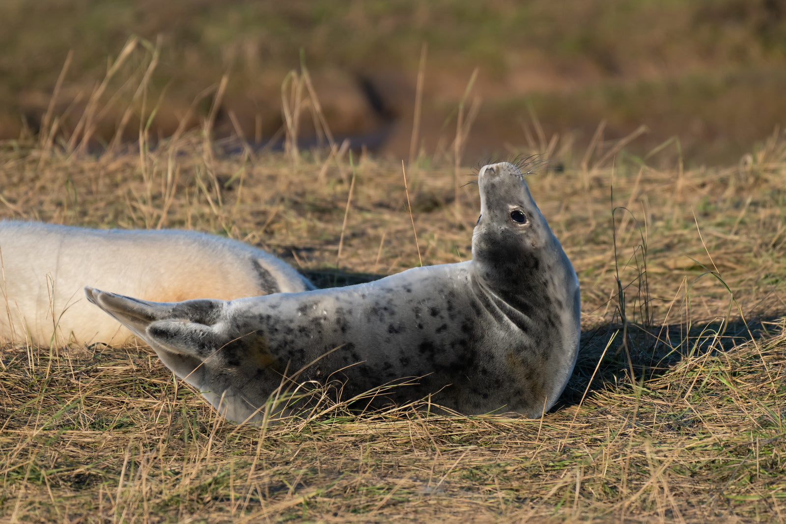 Ceramic Grey Seal Pup Sculpture lying on dry grass, head tilted upwards