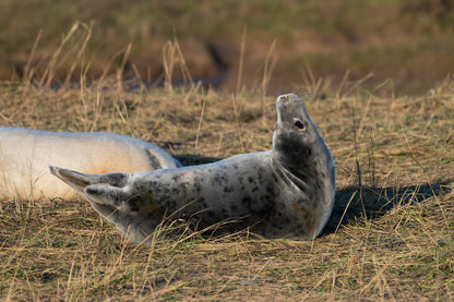 Ceramic Grey Seal Pup Sculpture lying on dry grass, head tilted upwards