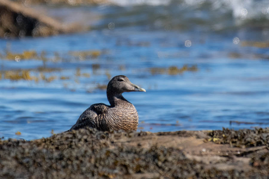 Ceramic Eider Duck