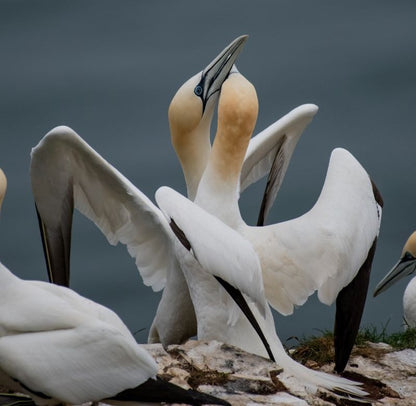 Two gannets with white bodies and pale yellow heads touching beaks, wings spread, on a rocky surface