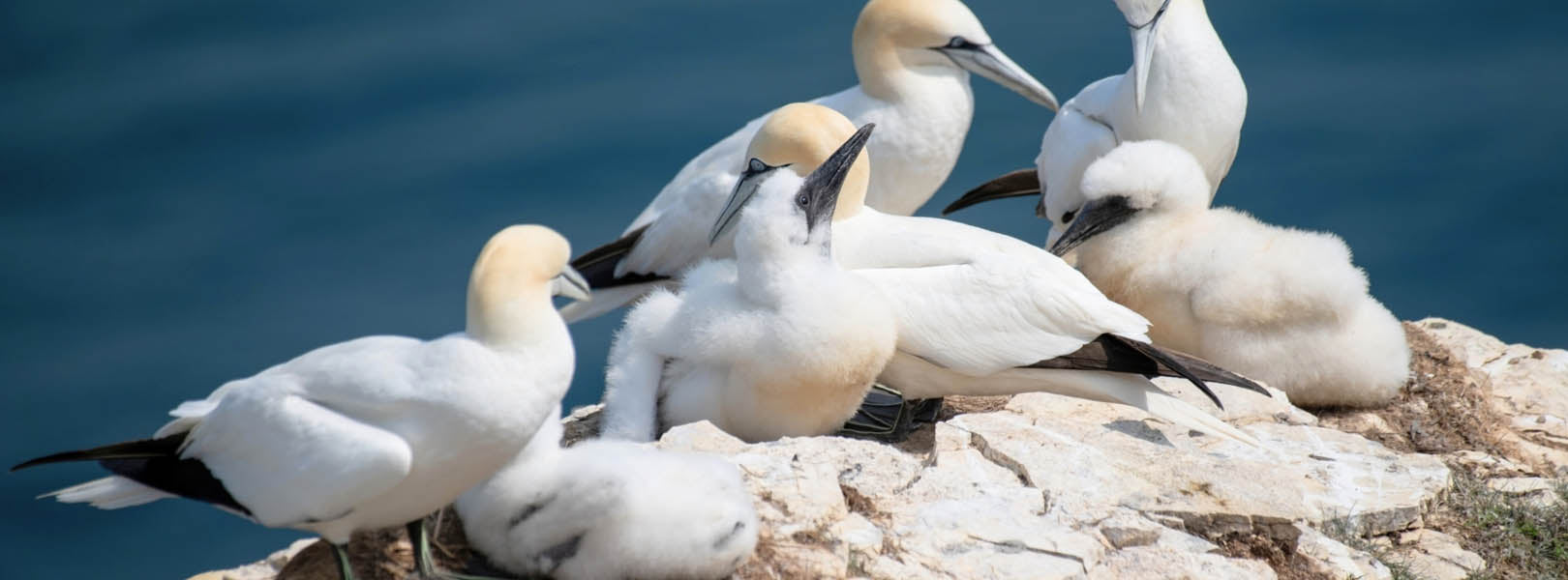 Northern gannet colony with adult birds and fluffy chicks on a rocky cliffside, blue ocean in background