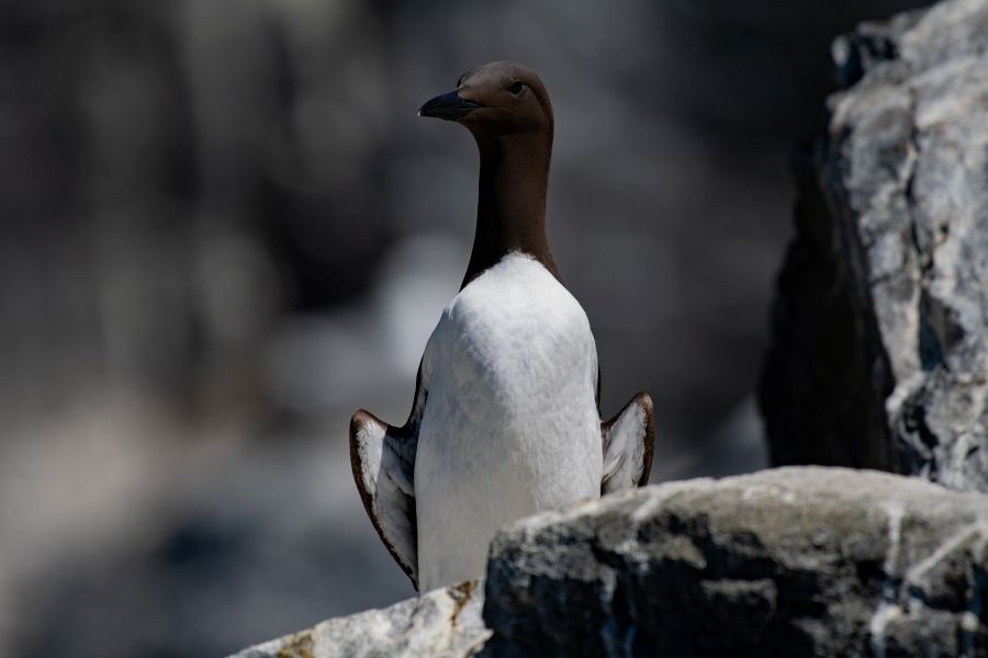 Guillemot on rocks