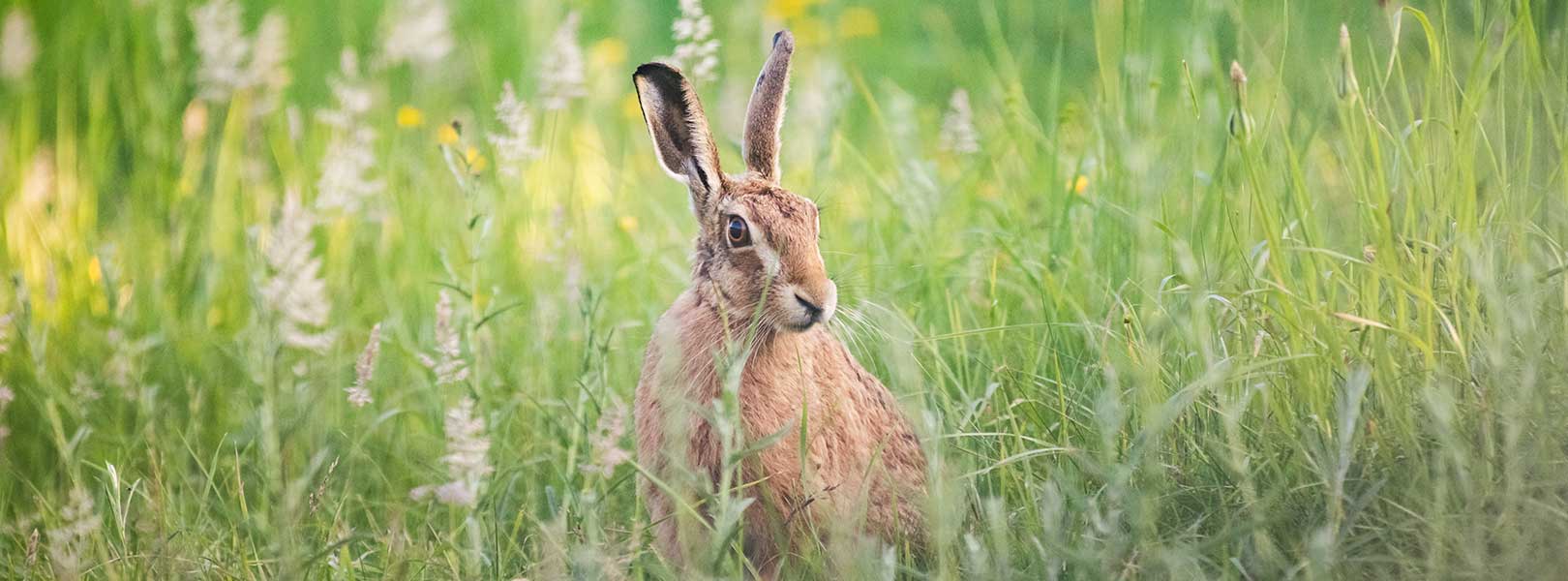 Brown hare with long ears and whiskers in a field of green grass and white wildflowers
